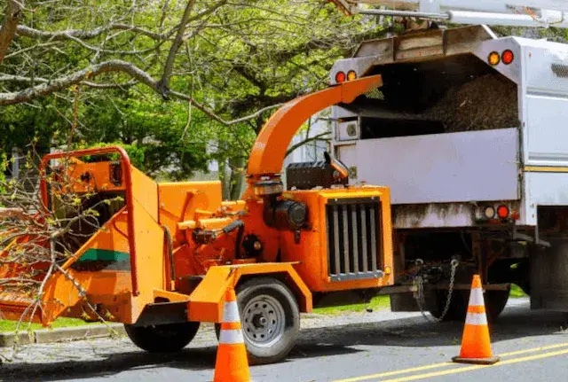 tree removal chester pa