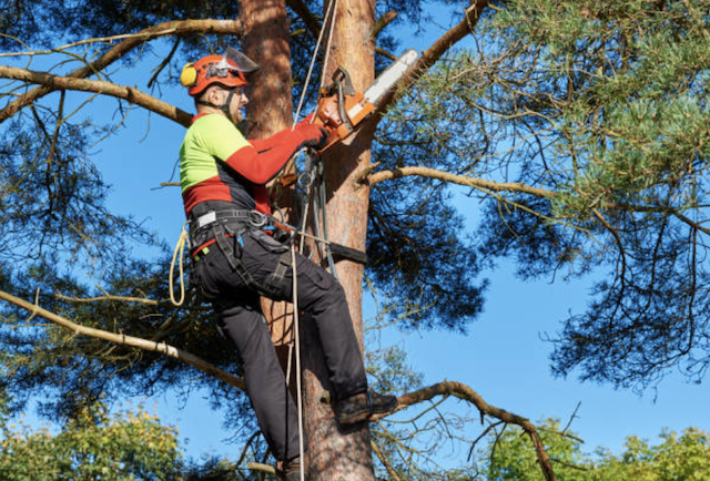 tree pruning chester