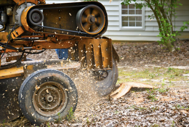 stump grinding chester pa