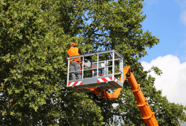 tree trimming chester pa