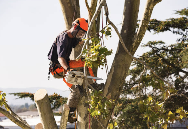 tree removal chester